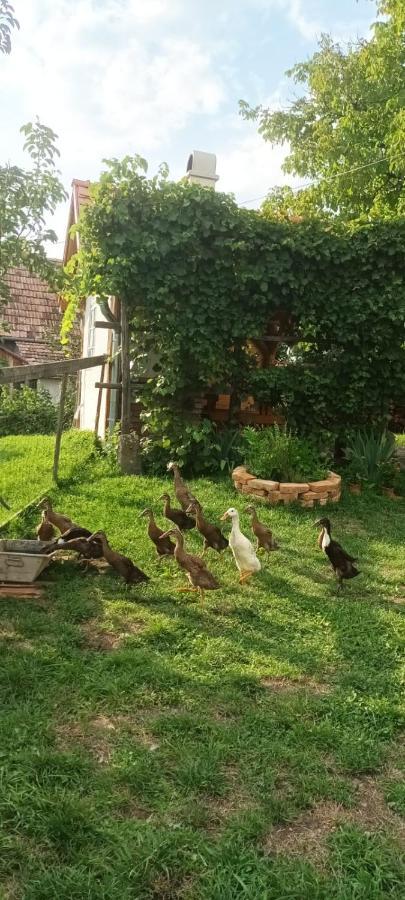 Miklos Lak Ocna de Sus Экстерьер фото